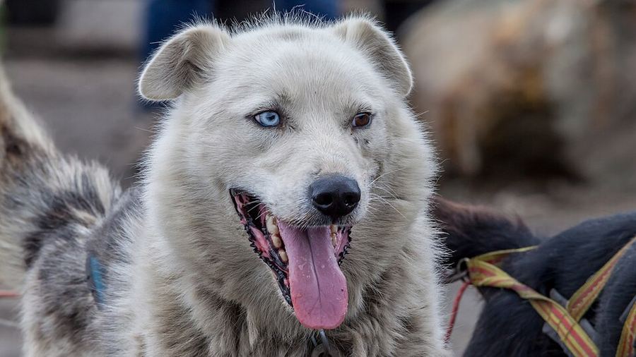 Champions of Svalbard and Jan Mayen