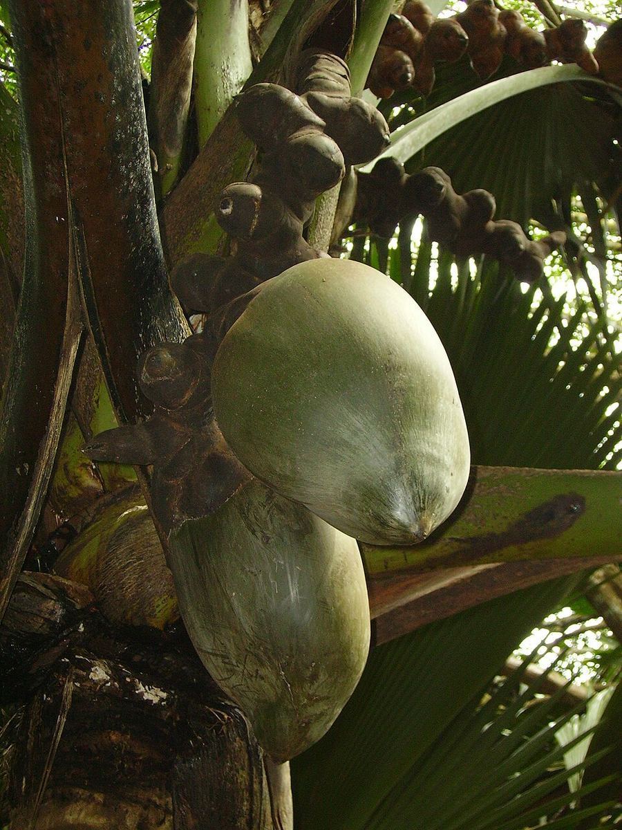 Art & Museums, Seychelles