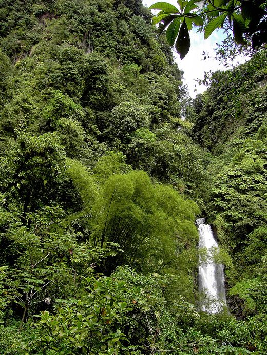 Rainforest at Trafalgar Falls (Dominica), Dominica