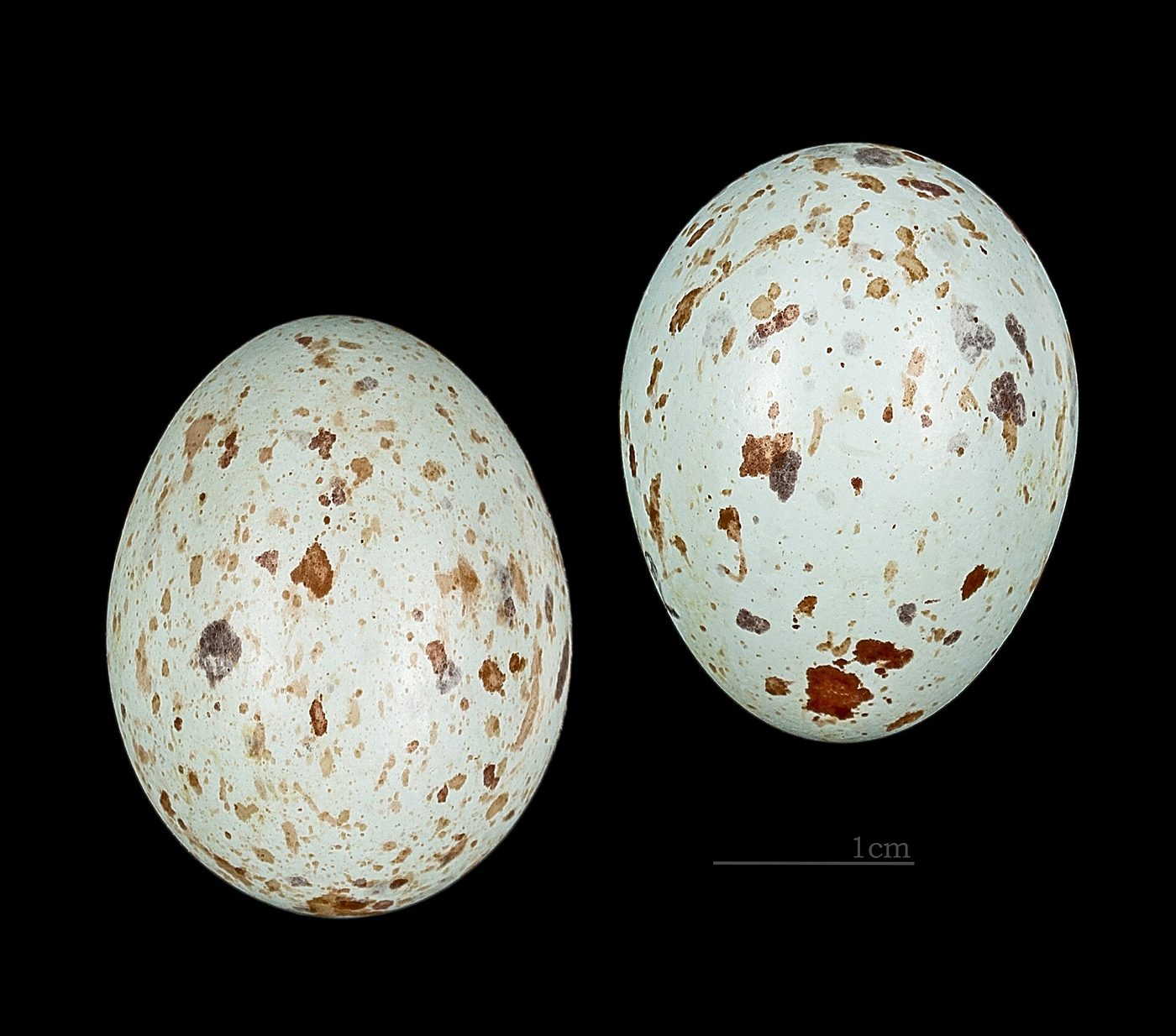 Lamprotornis splendidus MHNT 227 Archipel des Bijagos RdN, Guinea-Bissau