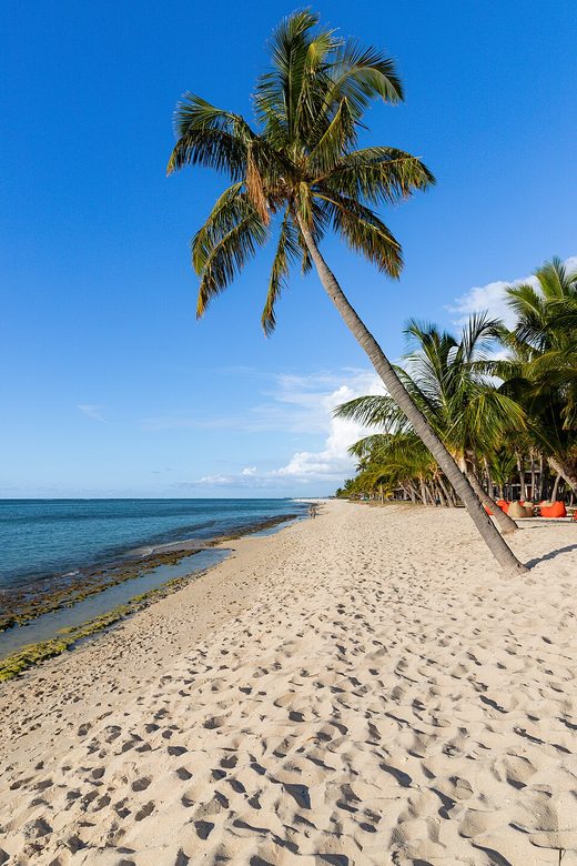 Palm trees on Le Morne Beach in Mauritius (53697989423), Mauritius