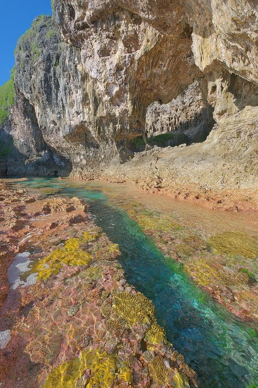 Corals along rock pool trench at Talava Arches, Niue