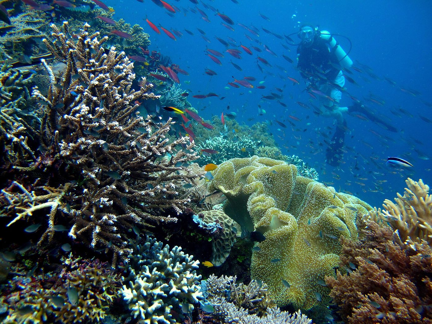Coral reef (representative scene), Spratly Islands