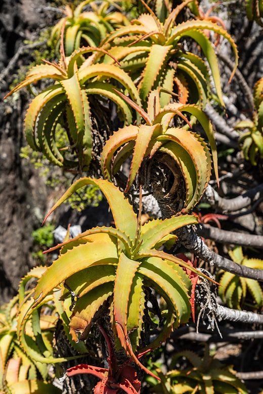 Cape Town (ZA), Table Mountain, Aloe vera -, South Africa